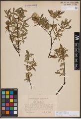 Foto von Salix foetida Schleich. ex DC. x Salix purpurea L.